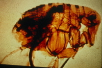plague engorged flea